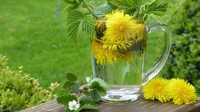 Dandelions in a jug of water