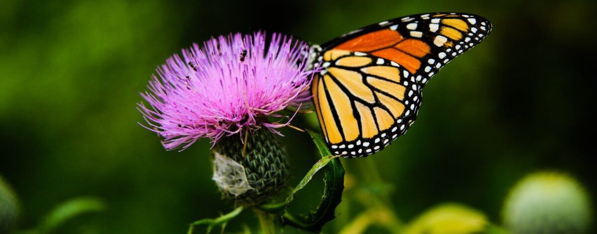 A butterfly on a Milk thistle