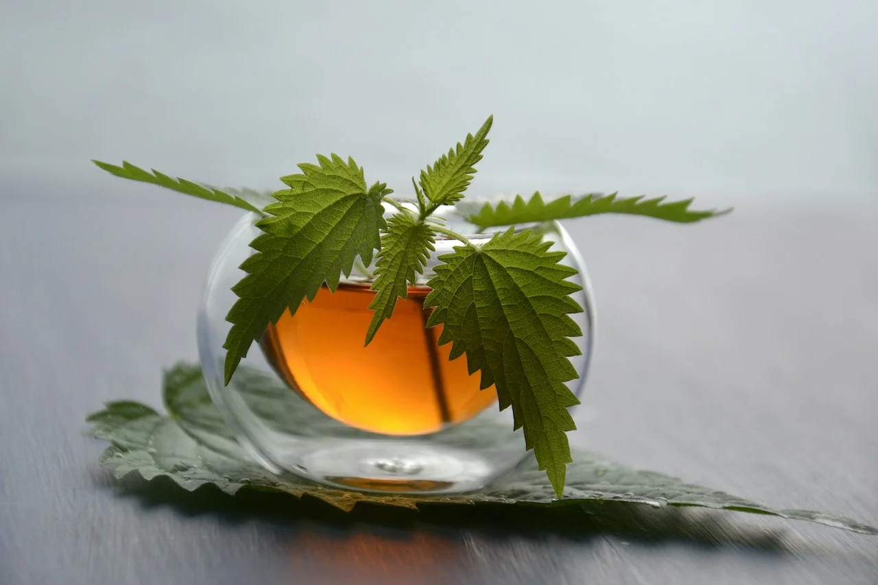 stinging nettle tea