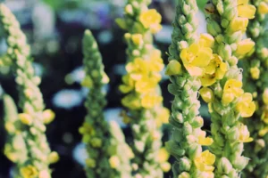 Mullein Tea benefits