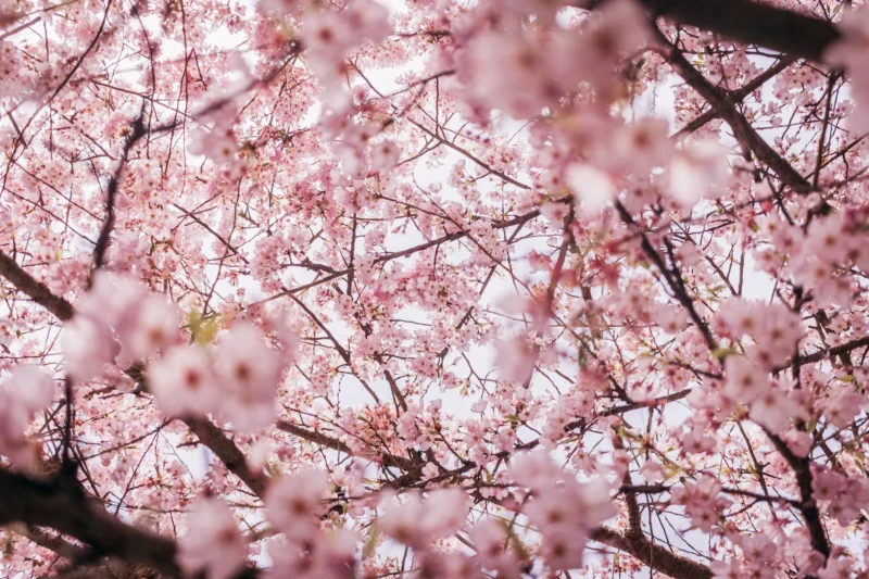 Healthy Habits for Spring 2023