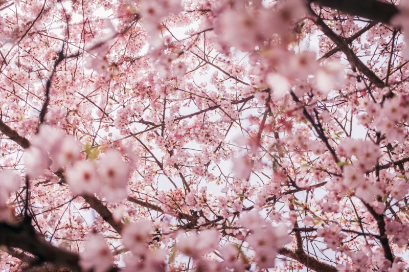 Healthy Habits for Spring 2023