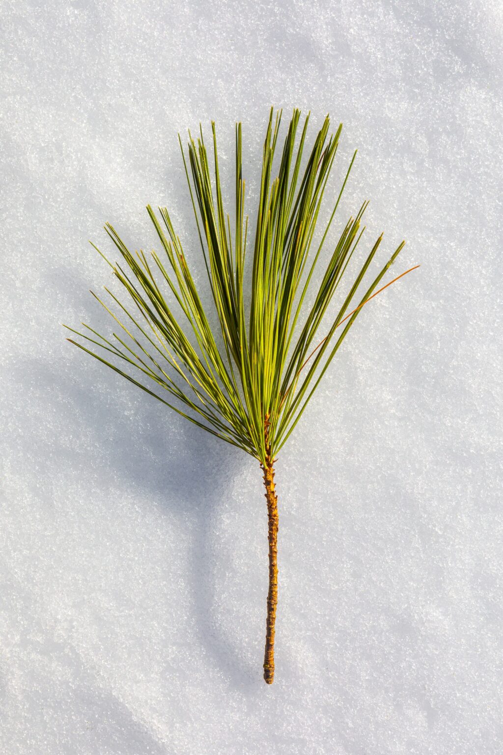 The Benefits of Pine Needle Tea - NutraTea