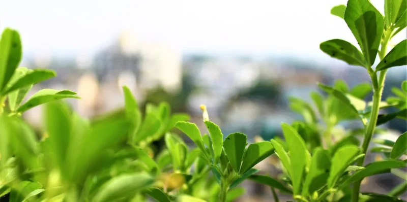 Health Benefits of Fenugreek Leaves