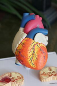 Heart diagram