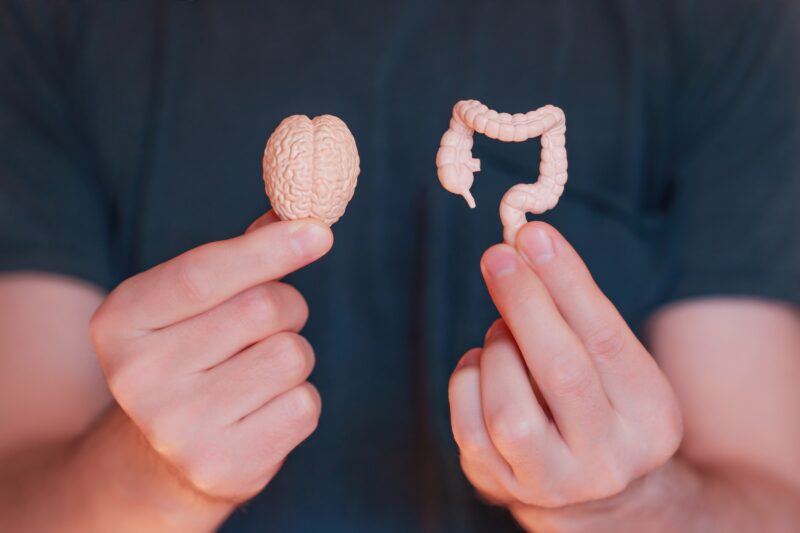 A man holds a model of a brain and an intestine