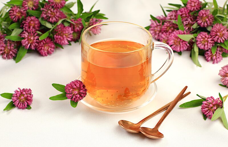 A cup of red clover tea surrounded by red clover flowers.