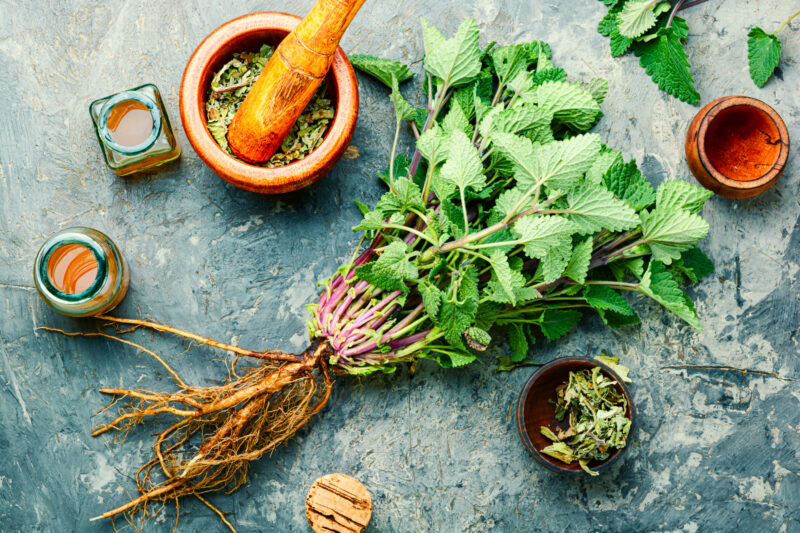 lemon balm tea benefits