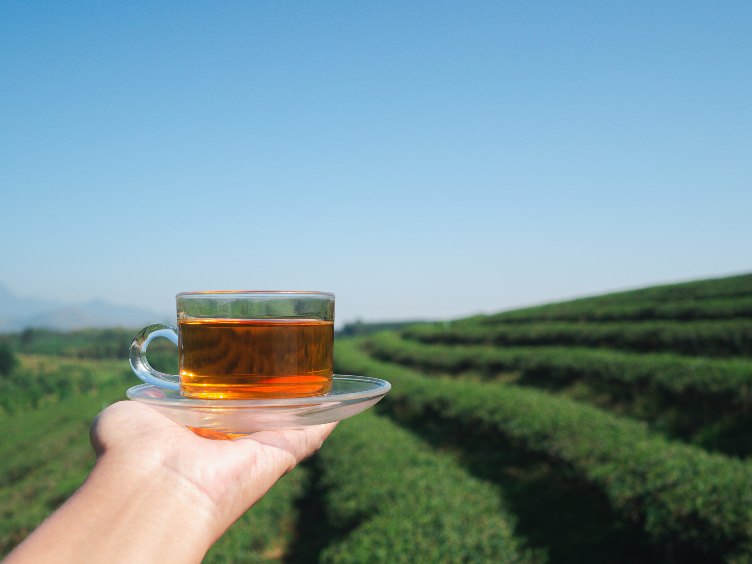 sustainable herbal tea, eco friendly wellness, natural herbal tea benefits, sustainable lifestyle choices, environmentally friendly tea, sustainable wellness habits, eco friendly tea, herbal tea sustainability