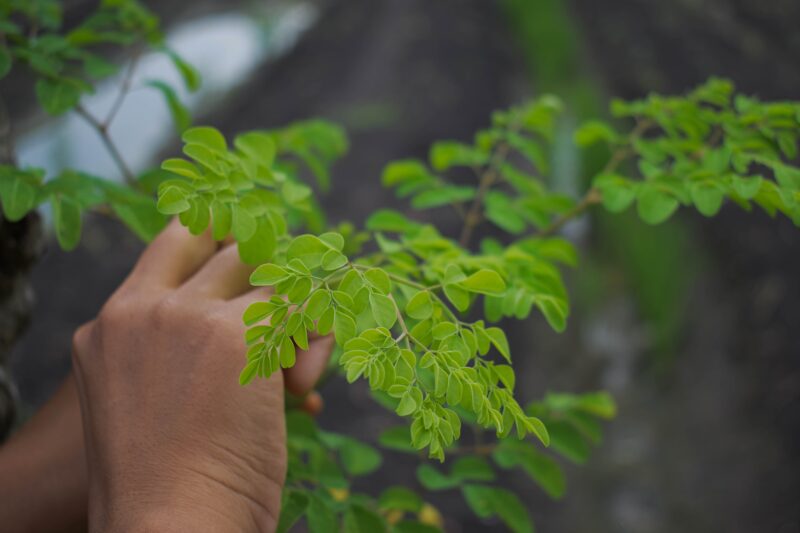 moringa tea benefits
