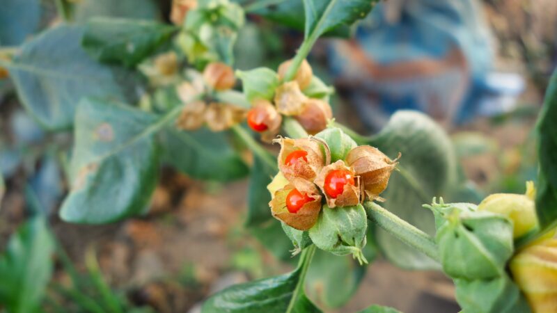 ashwagandha tea