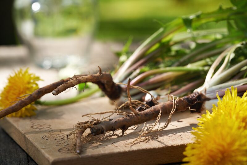 Fresh dandelion plant showing leaves flowers and roots
