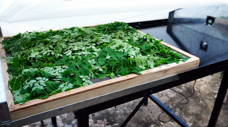 moringa tea benefits