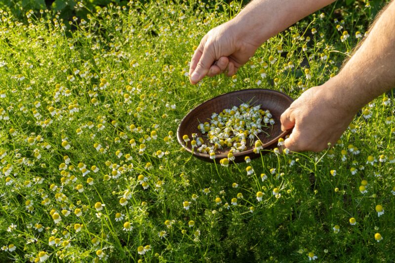 freshly picked chamomile tea benefits