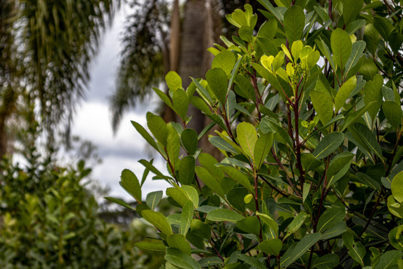 Yerba Mate plant for yerba mate tea