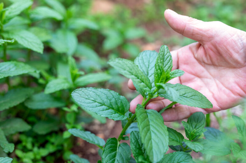 Fresh spearmint leaves for spearmint tea